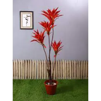 Fancy Decorative Plant